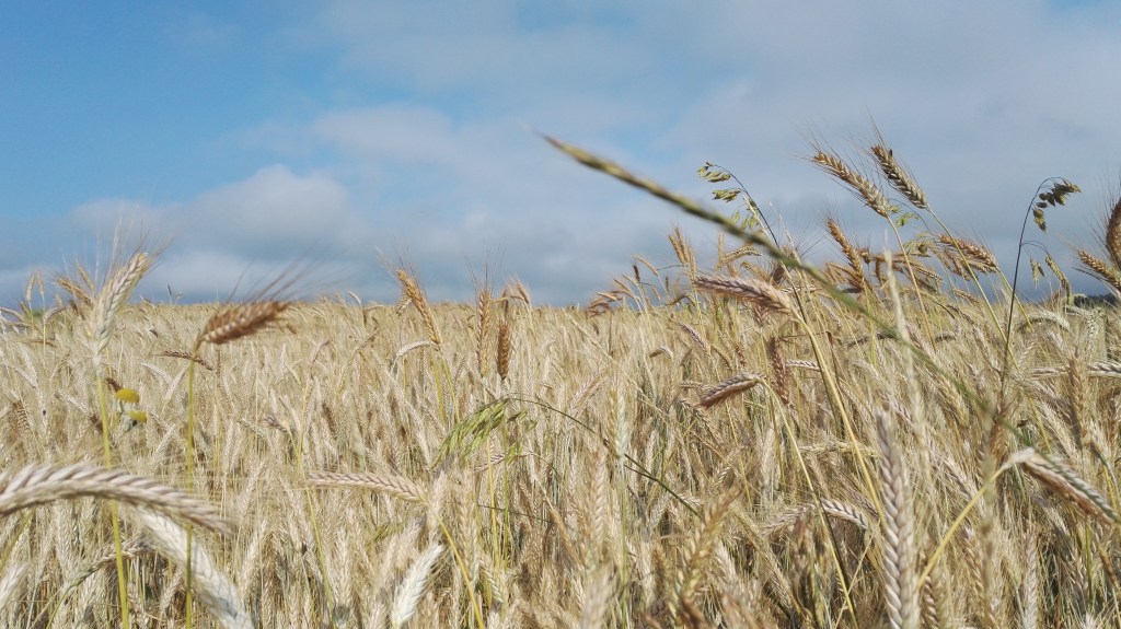 My short story “Bread and Iron” has been&nbsp;published.