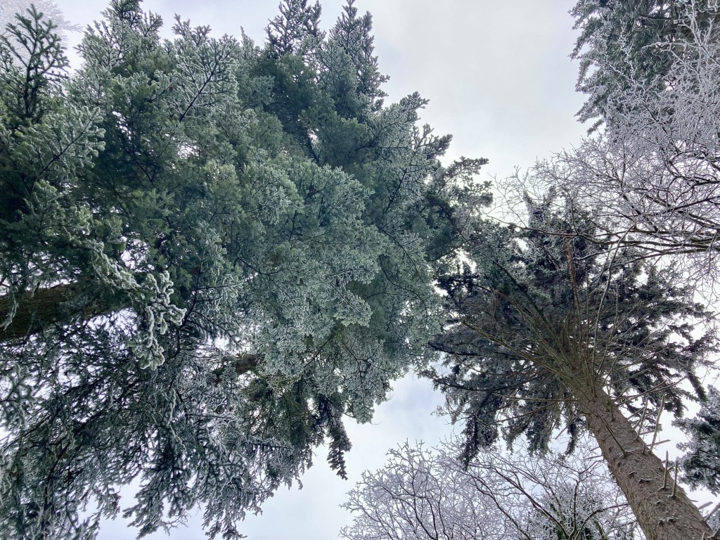 A little healing in the&nbsp;forest…